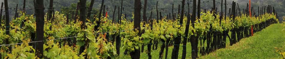 Primosic - Oslavia vineyards