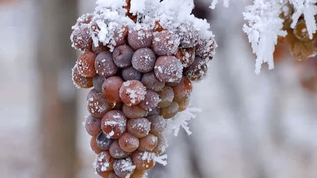 Ice Wine Grapes Cellars Wine Club